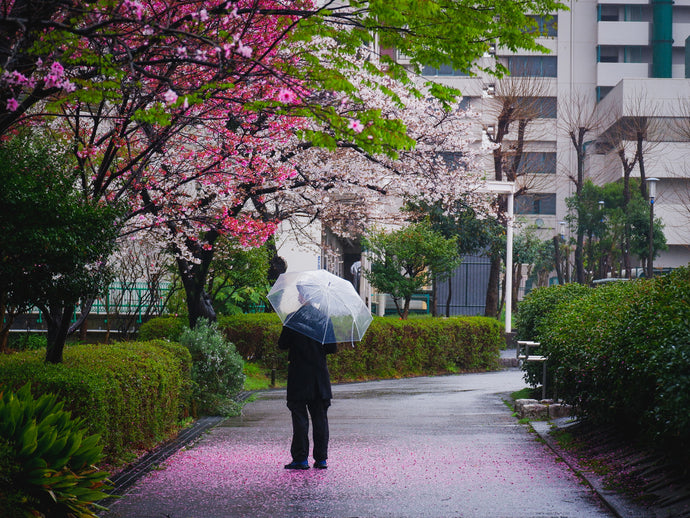 Hanami : quand le Japon fête le printemps